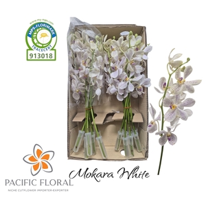 Xmokara White Pacific