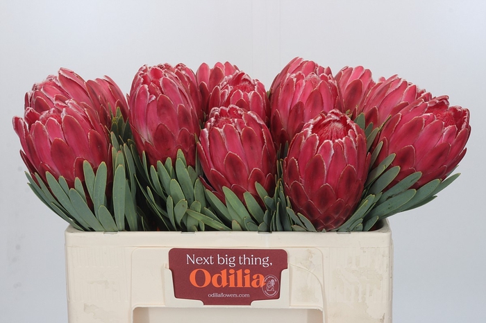 <h4>Protea Venus</h4>