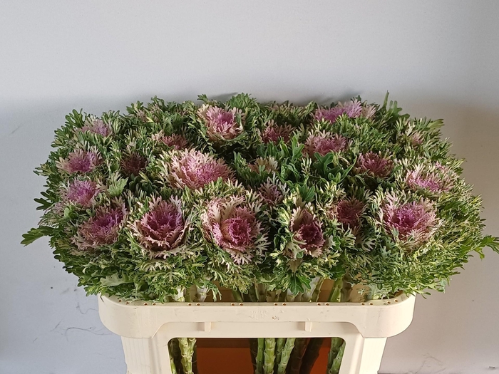 <h4>BRASS CRANE KING</h4>