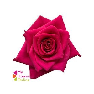 R Gr Hot Explorer Hot Pink 60cm EC