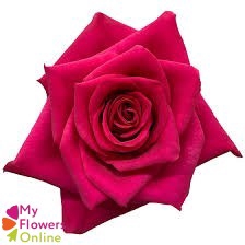 <h4>R Gr Hot Explorer Hot Pink 60cm EC</h4>