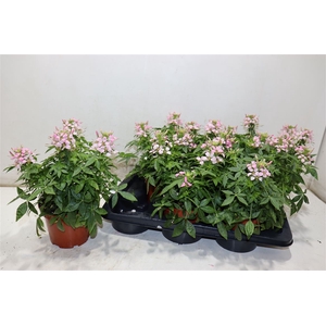 Cleome