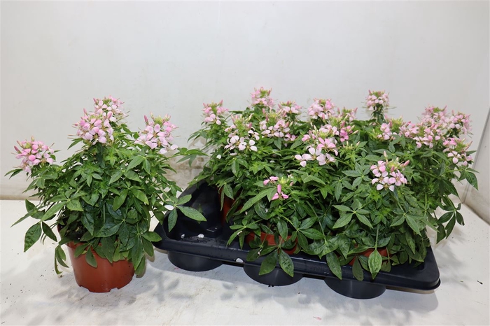 <h4>Cleome</h4>