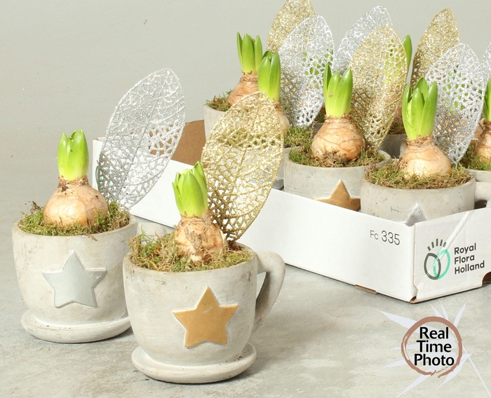 <h4>ARR HYACINTH</h4>