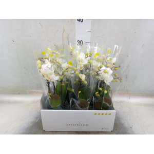 Phalaenopsis multi.   ...white