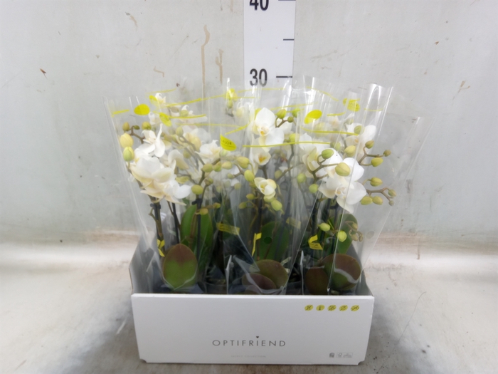 <h4>Phalaenopsis multi.   ...white</h4>