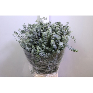 Euc Baby Blue Per Bunch 400 Gram