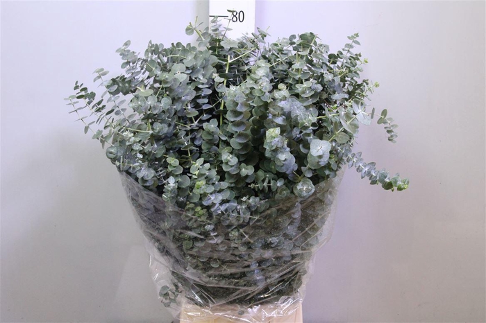 <h4>Euca Baby Blue Per Bunch 400 Gram</h4>