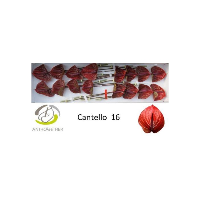 <h4>Anth A Cantello</h4>