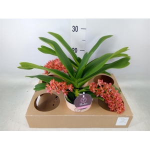 Rhynchostylis gig. 'Aromatiq Evoke'