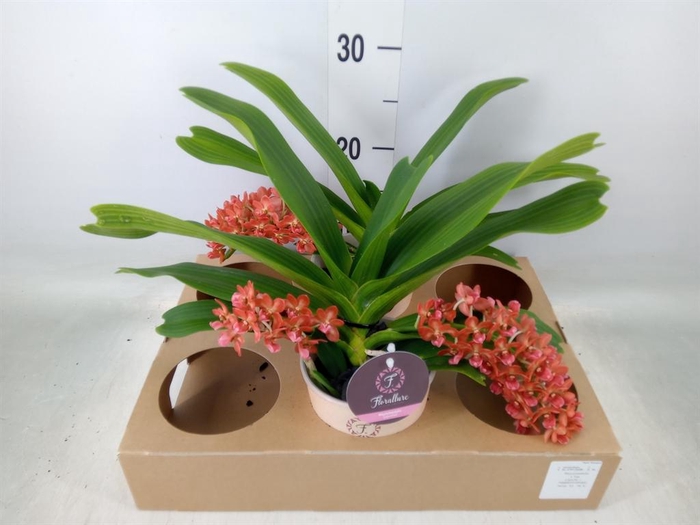 <h4>Rhynchostylis gig. 'Aromatiq Evoke'</h4>