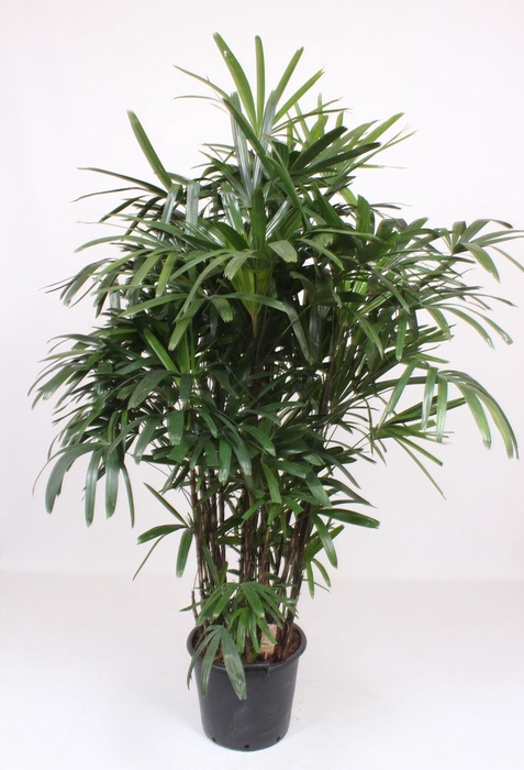<h4>Rhapis excelsa</h4>