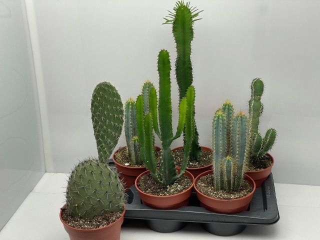<h4>CACTUS GEM</h4>