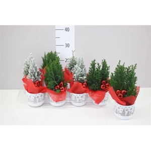 Chamaecyparis La Ellwoodii Keramiek Kerstpot Deco