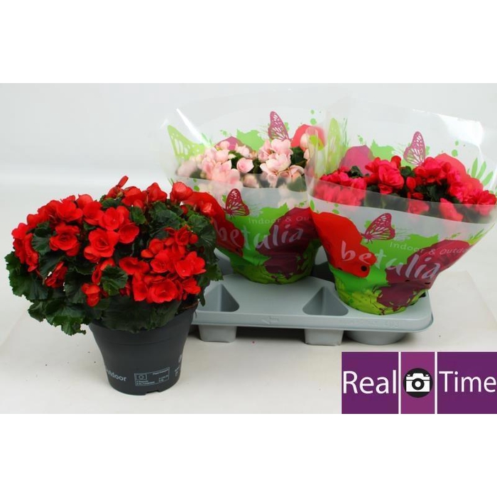 <h4>BEG EN BETULIA GEM</h4>