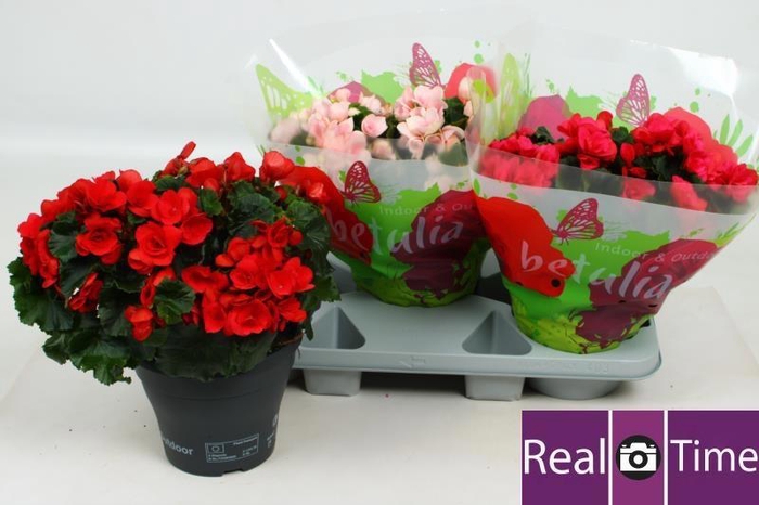 <h4>BEG EN BETULIA GEM</h4>