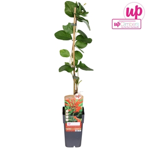 Lonicera Dropmore Scarlet