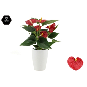 Anthurium 9 cm Diamond Red in Julia ceramics