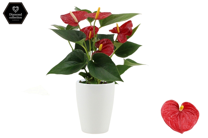 <h4>Anthurium 9 cm Diamond Red in Julia ceramics</h4>