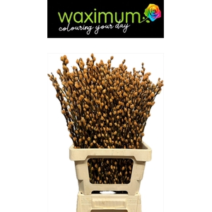 Salix Wilgenkatjes Peach
