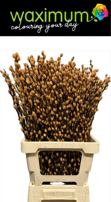 <h4>Salix Wilgenkatjes Peach</h4>