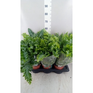 Phlebodium aureum 'Davana'