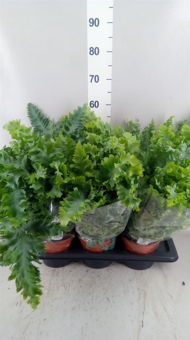 <h4>Phlebodium aureum 'Davana'</h4>