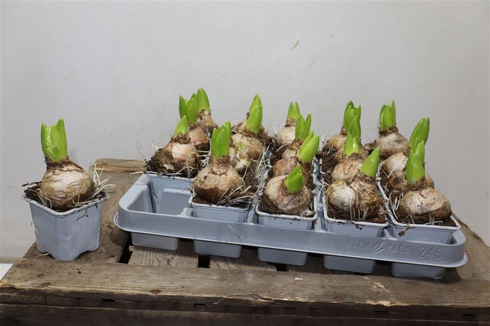 <h4>Hyacin White Pearl</h4>