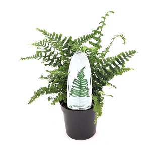 Dryopteris affinis Cristata