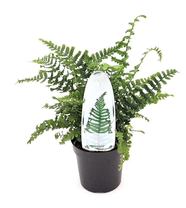<h4>Dryopteris affinis Cristata</h4>