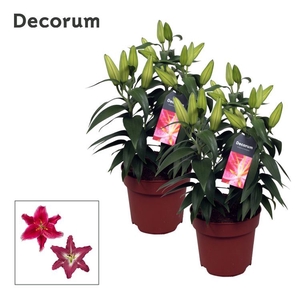 Lilium