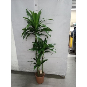 Dracaena frag. 'Janet Craig'