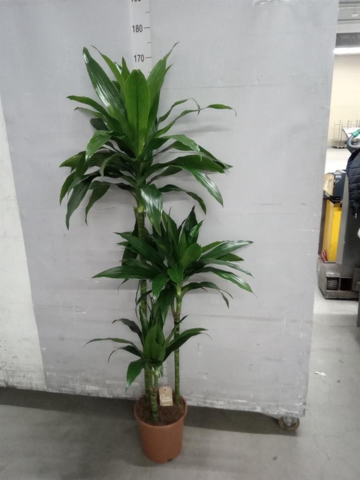 <h4>Dracaena frag. 'Janet Craig'</h4>