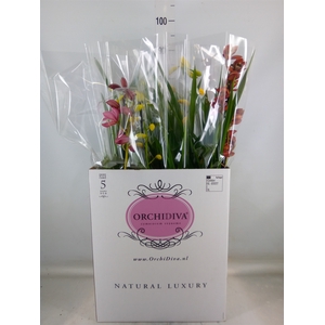 Cymbidium   ...mix