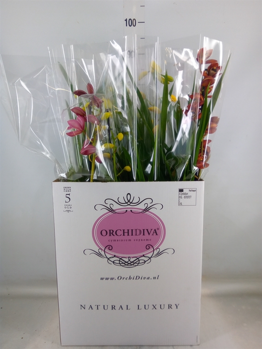 <h4>Cymbidium   ...mix</h4>