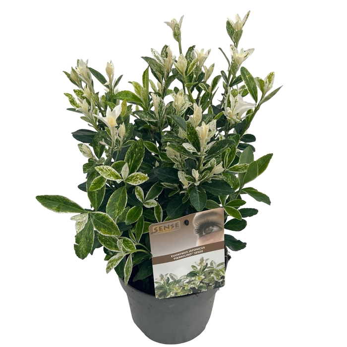 <h4>Euonymus jap. 'Pierrolino' sense</h4>