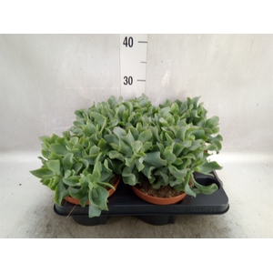 Crassula arborescens subsp. undilat