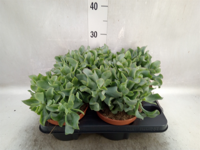 <h4>Crassula arborescens subsp. undilat</h4>