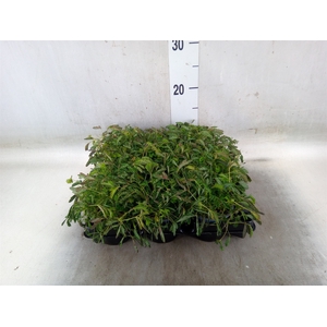 Mimosa pudica