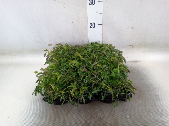 <h4>Mimosa pudica</h4>