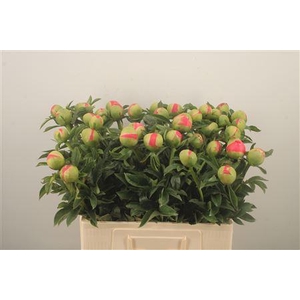 Paeo L Coral Sunset Ex