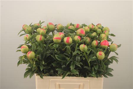 <h4>Paeo L Coral Sunset Ex</h4>