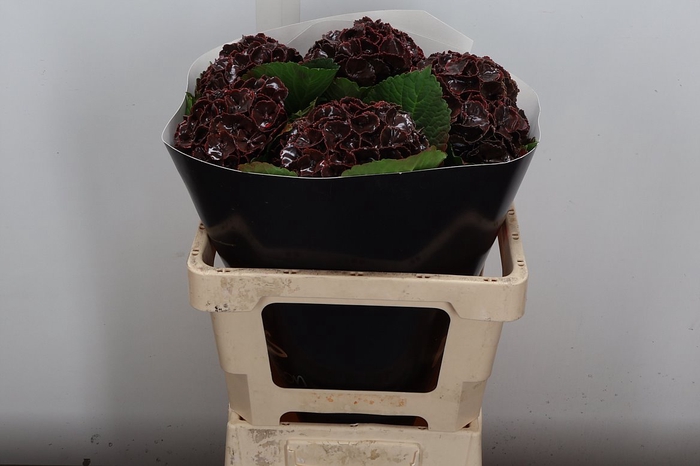 <h4>Hydr Wx 55cm Choco</h4>