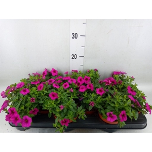 Calibrachoa  'Callie Pink'