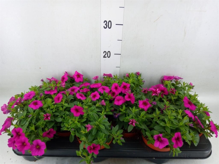 <h4>Calibrachoa  'Callie Pink'</h4>