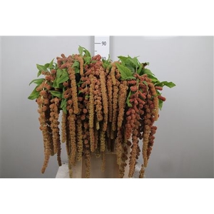 Amar Ca Coral Fountain