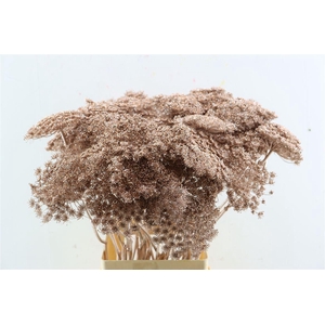 Ammi Majus Klbh Gl Champagne P Stem