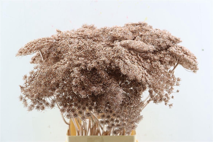 <h4>Ammi Majus Klbh Gl Champagne P Stem</h4>