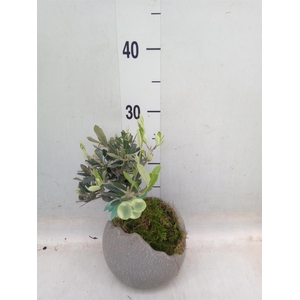 Arr.   Tuinplanten L%