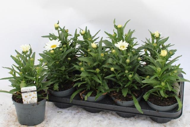 <h4>LEUC WES ST LEO</h4>